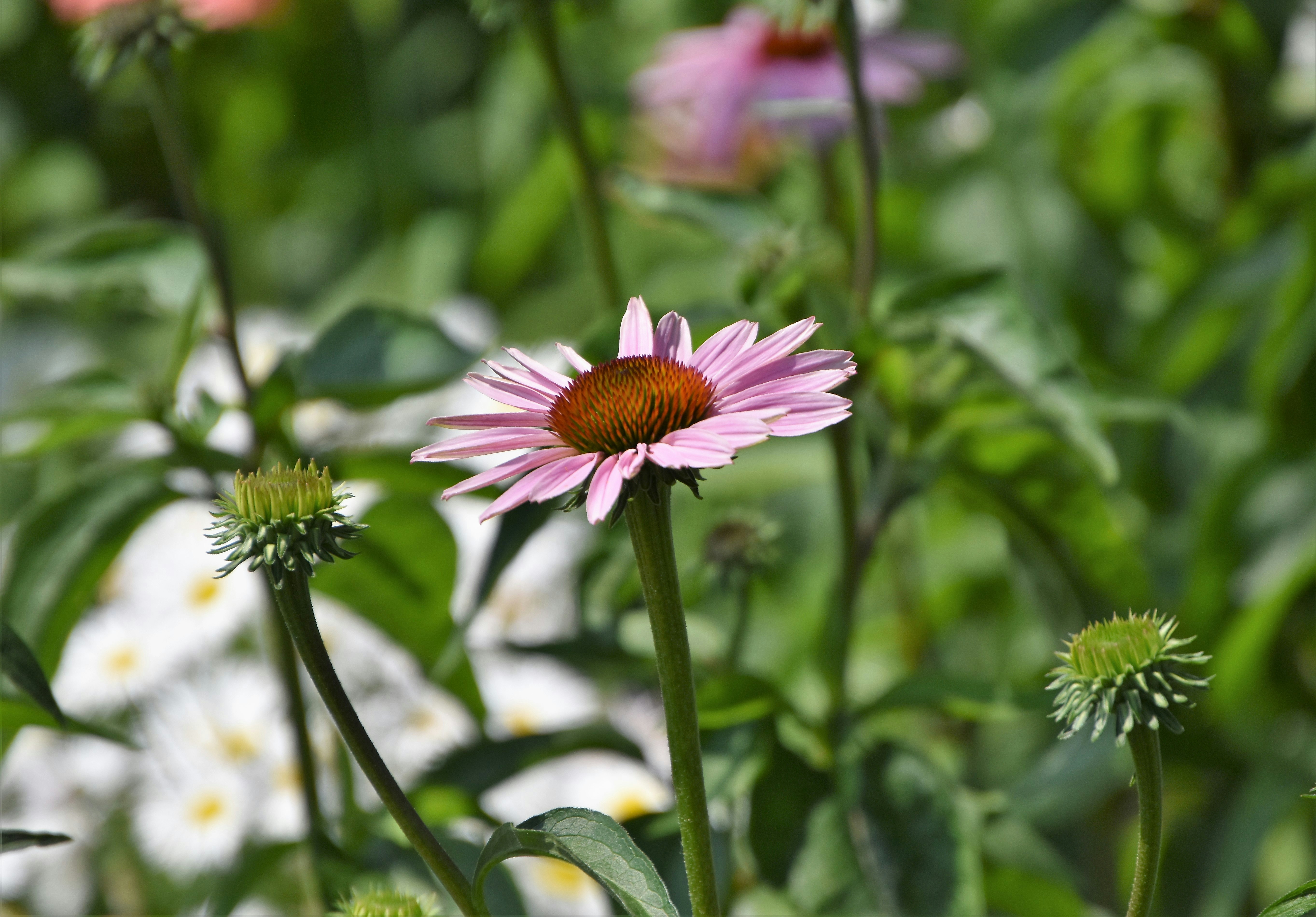 Photo by waldemarbrandt67w