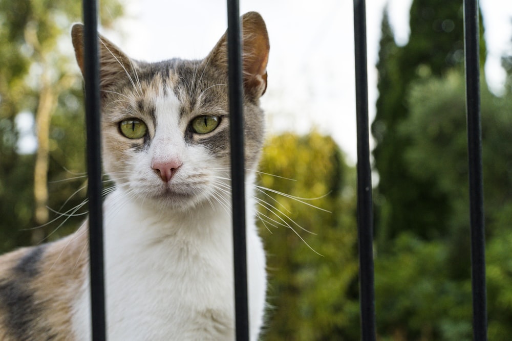 Un gato detrás de una valla mirando a la cámara