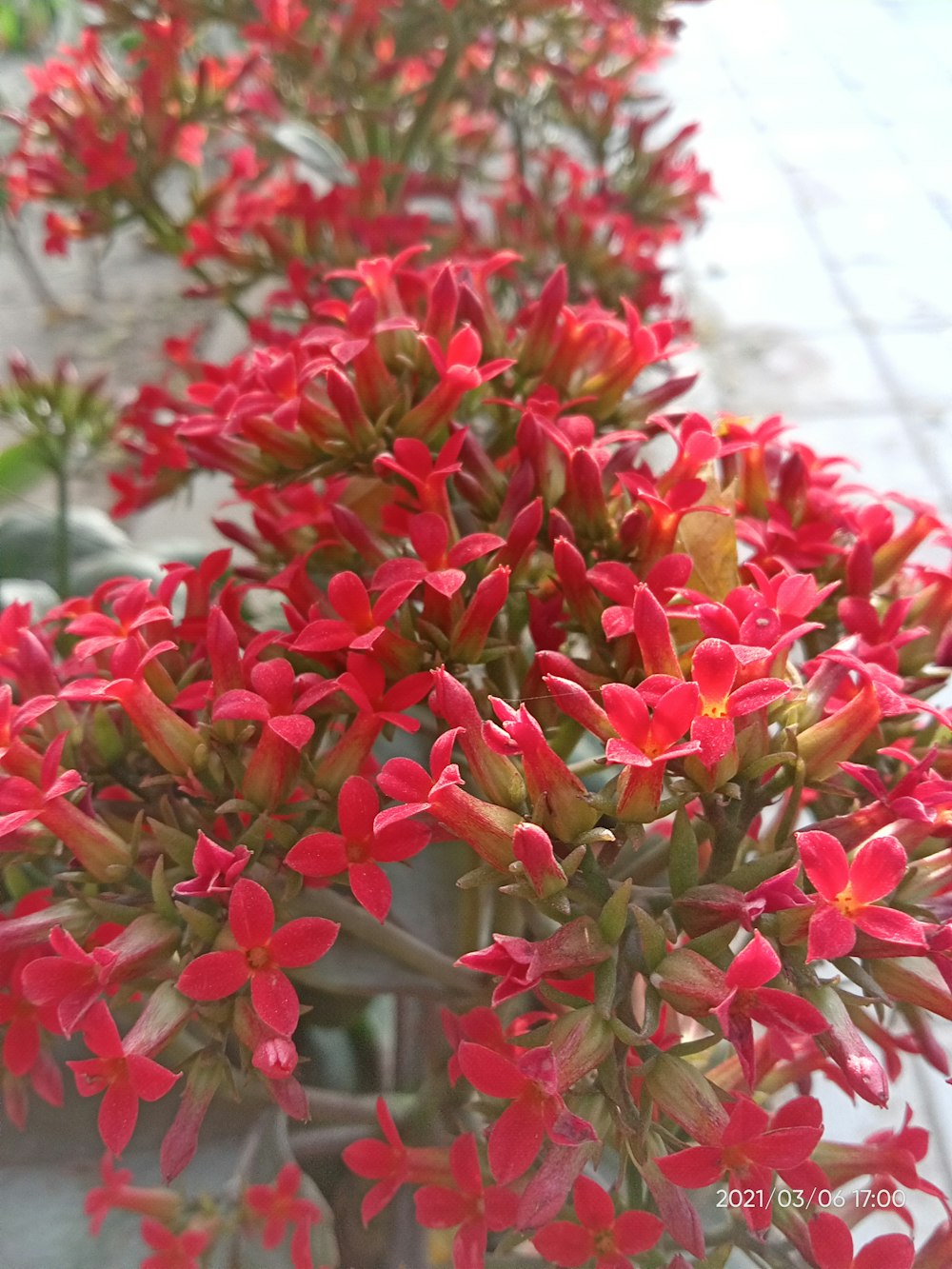 a bunch of red flowers that are in a vase