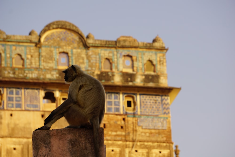 a monkey sitting on top of a stone pillar