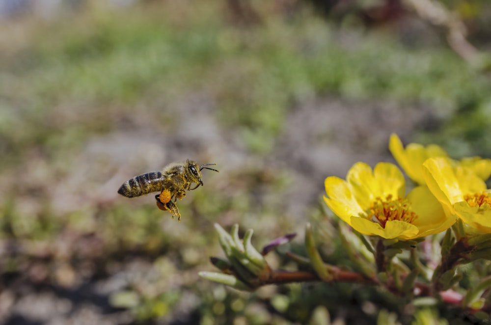 uma abelha voando sobre uma flor amarela em um campo