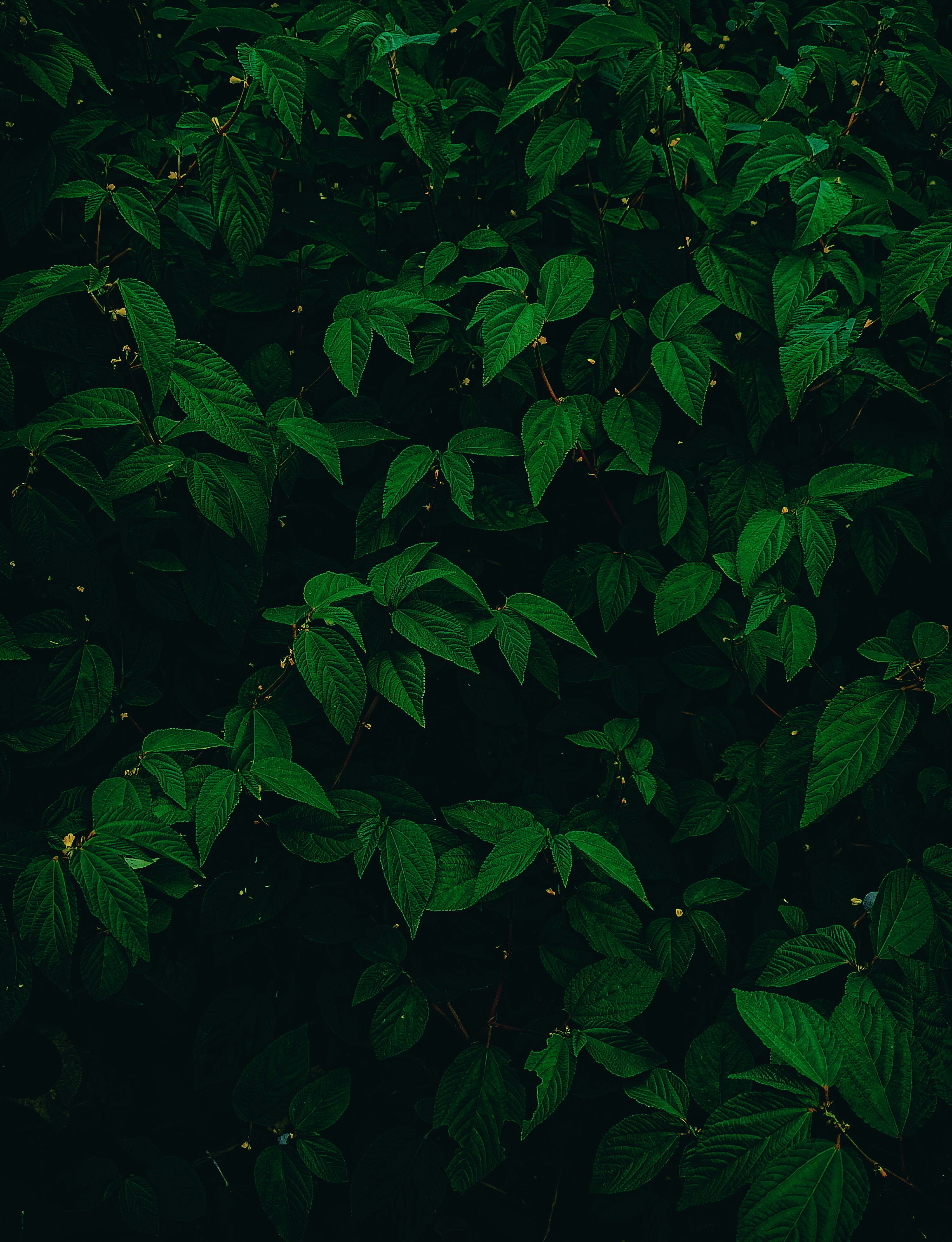 Photo by pawangupta18