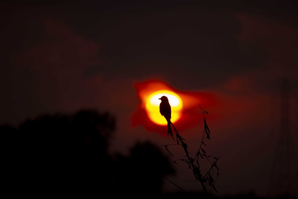 a bird sitting on a tree branch in front of the sun