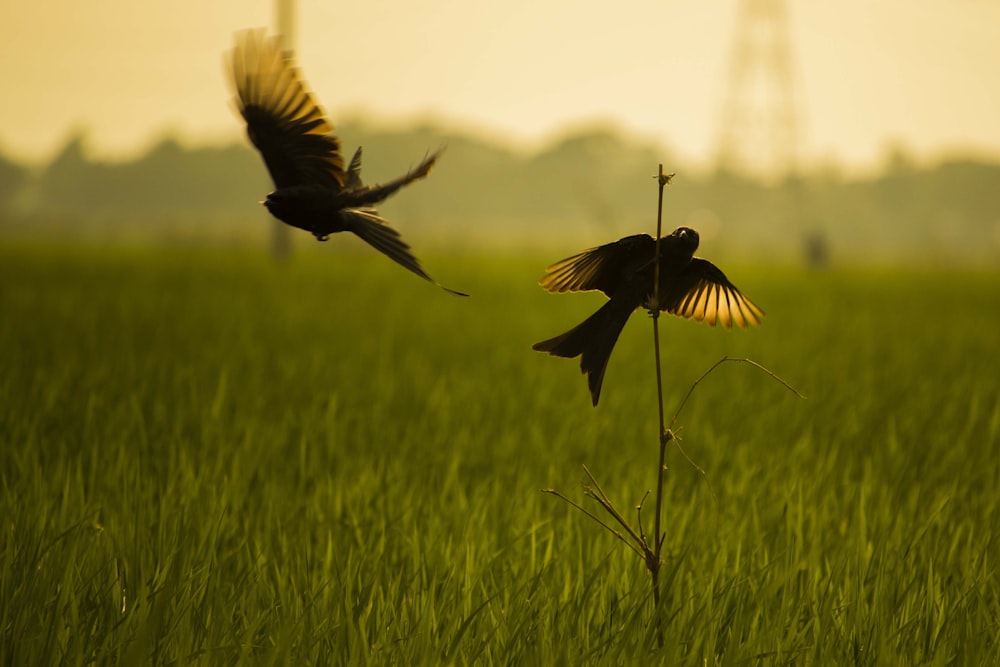 a couple of birds flying over a lush green field