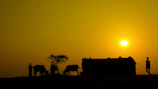 a group of cows standing in front of a house