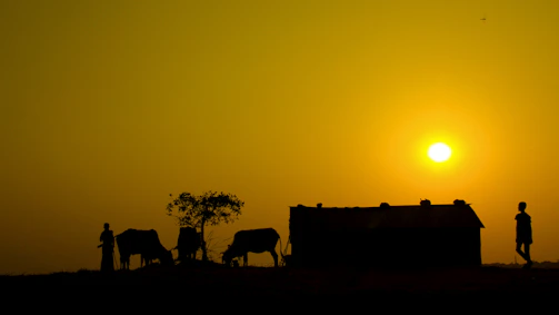 a group of cows standing in front of a house