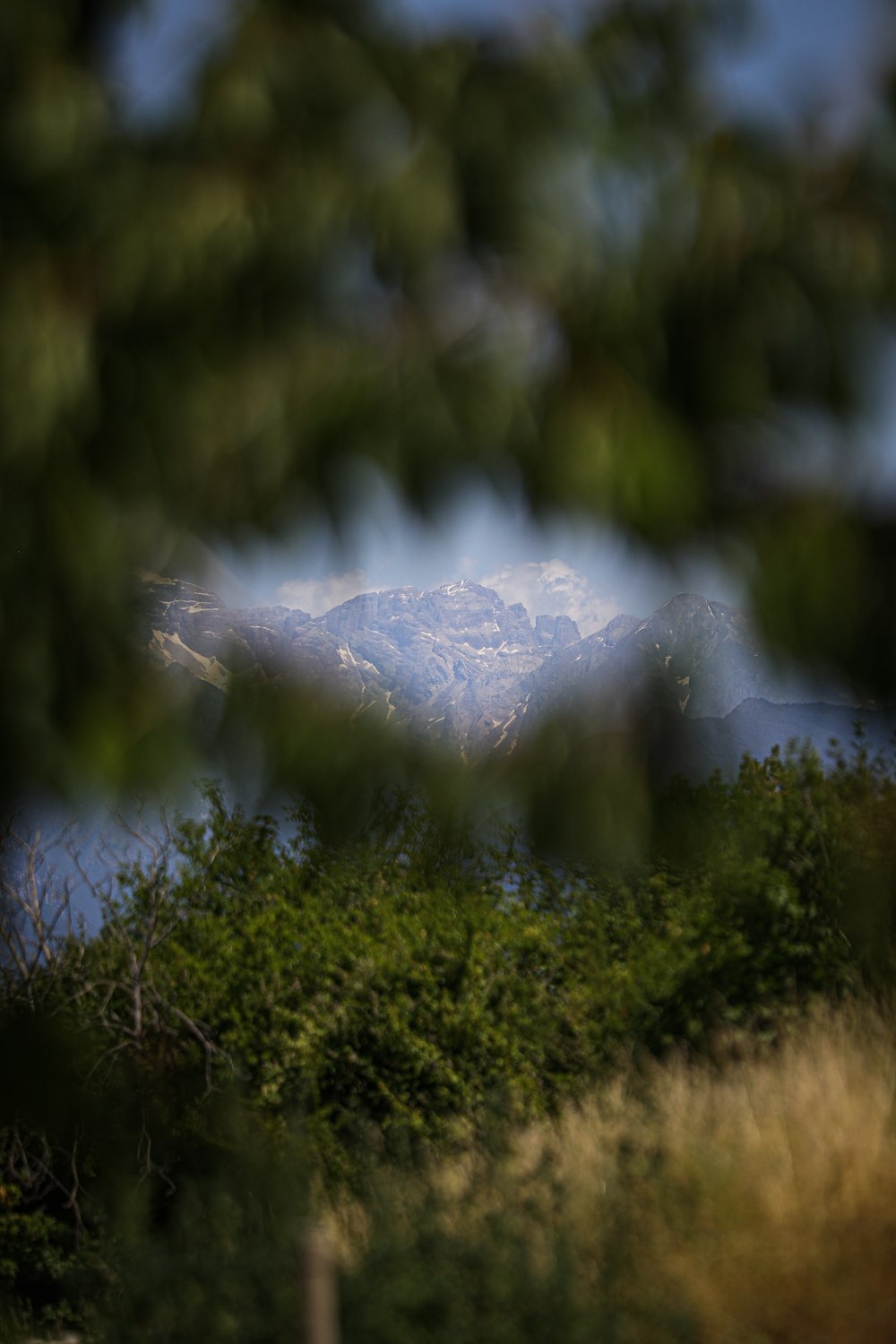 a close up of a tree