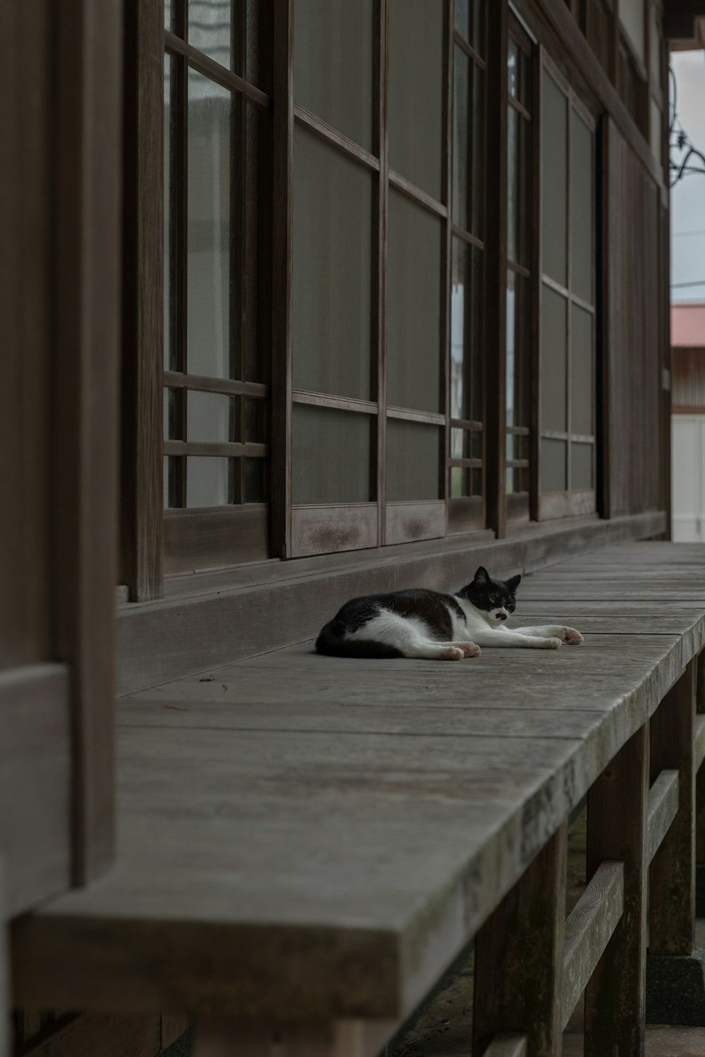 a black and white cat laying on a wooden bench