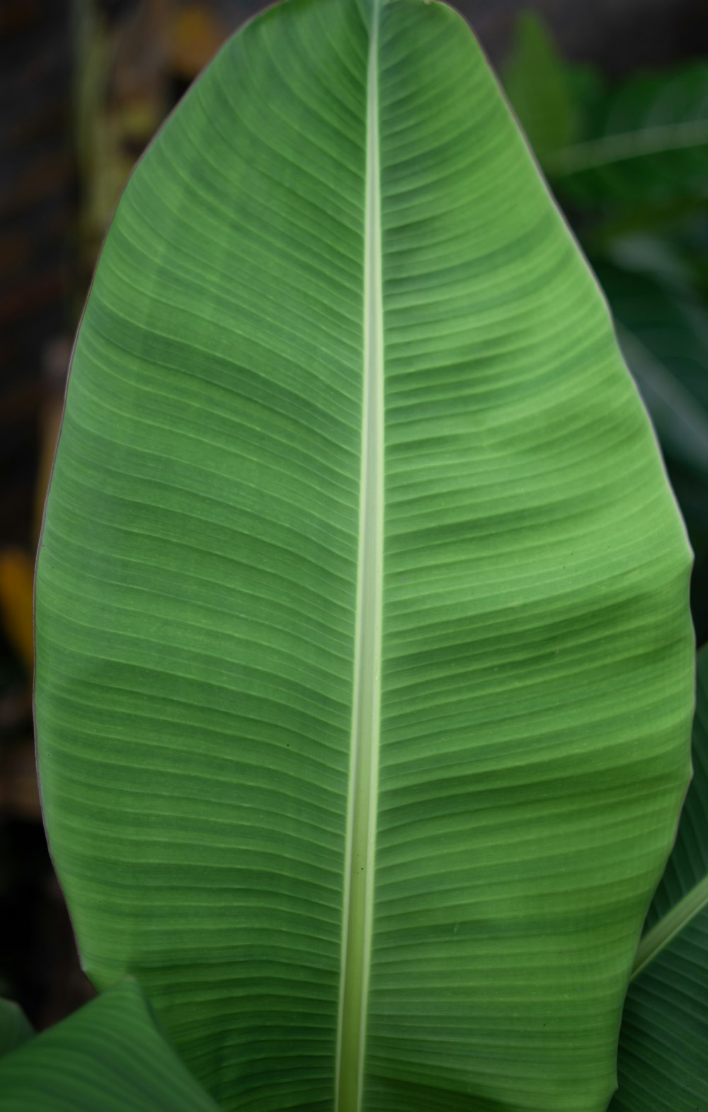 a close up of a large green leaf