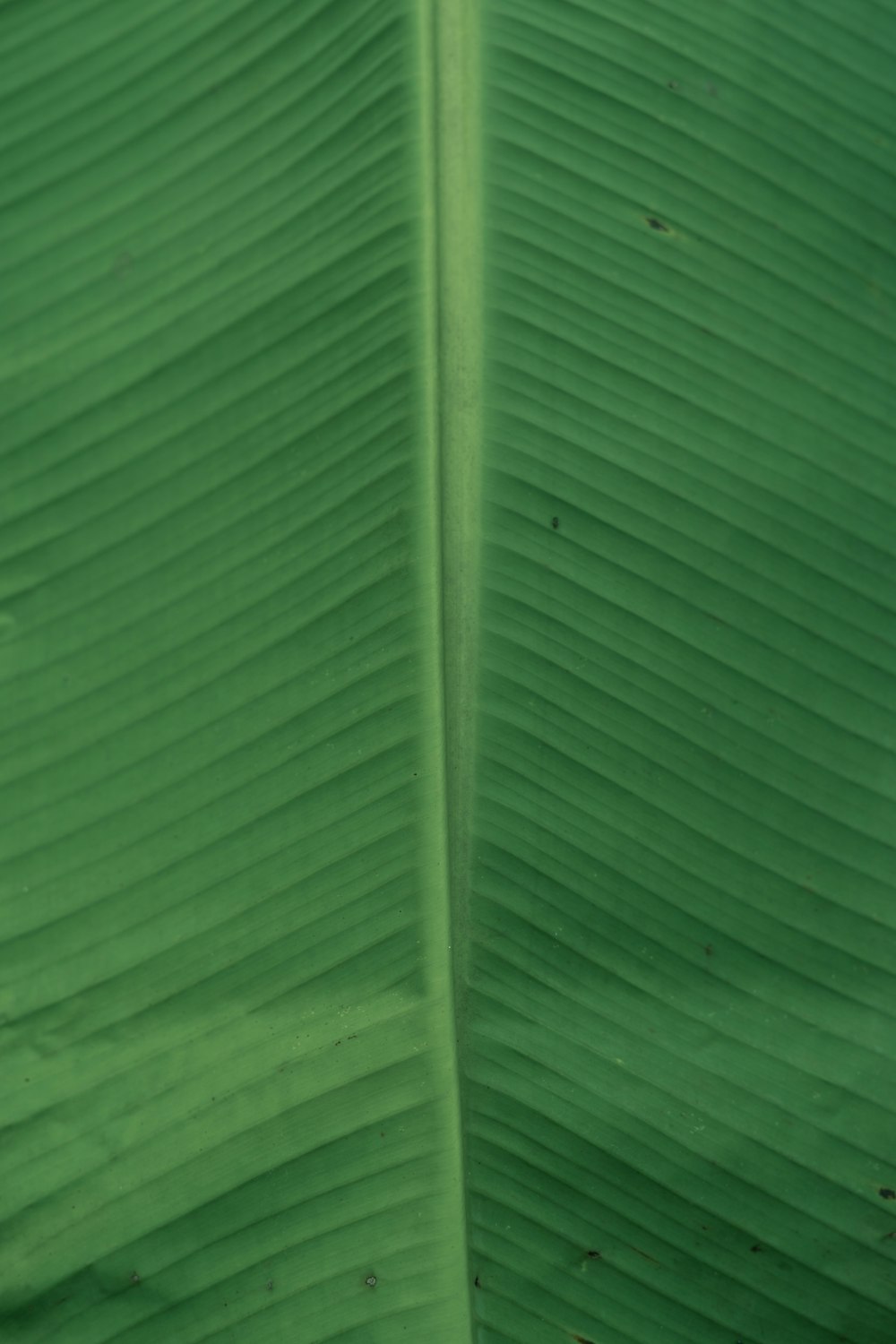 a close up of a large green banana leaf