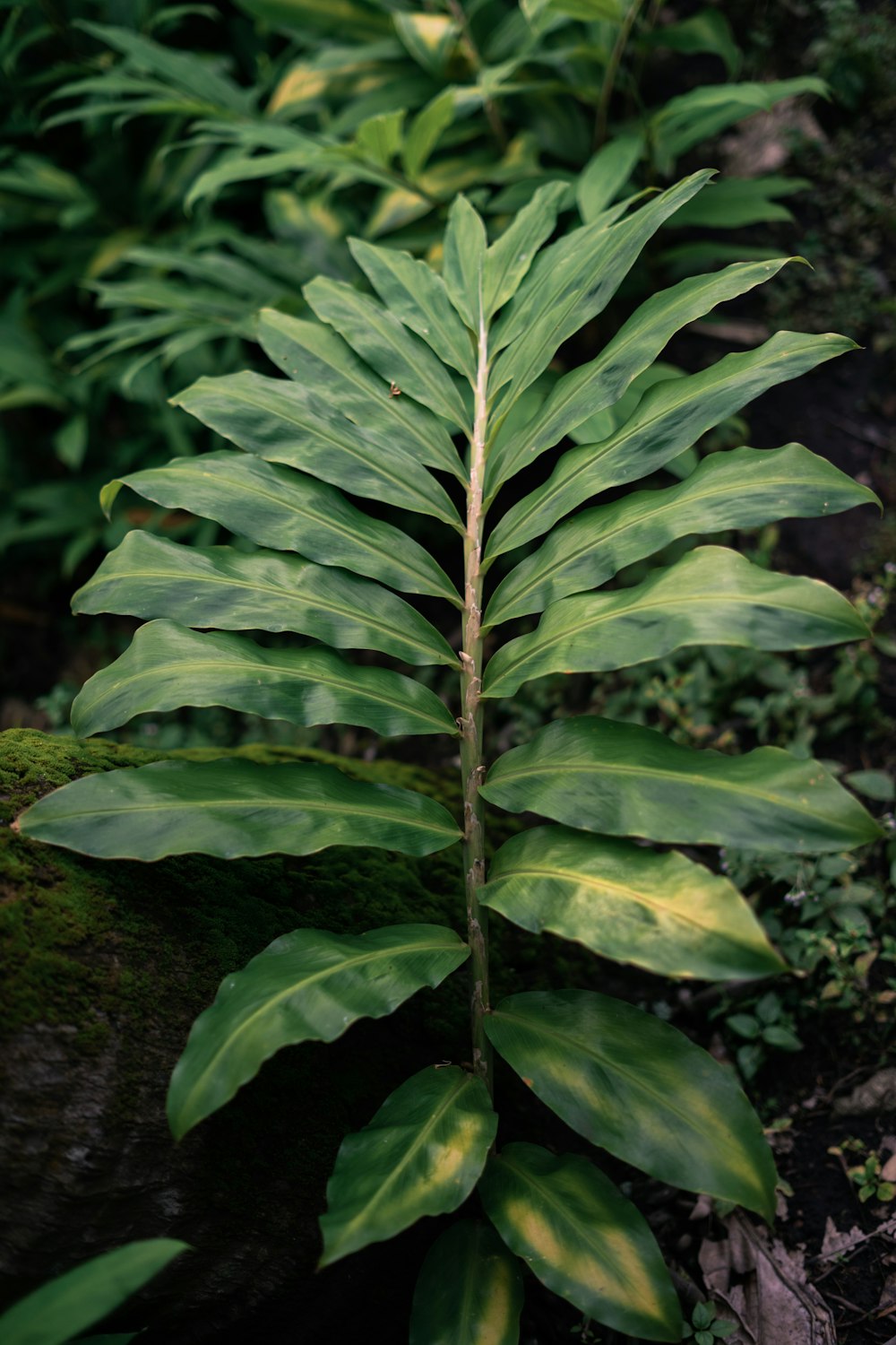 a large green plant sitting in the middle of a forest