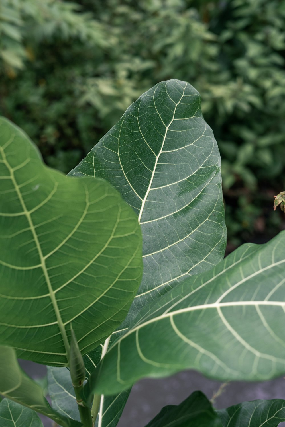 un gros plan d’une grande feuille verte