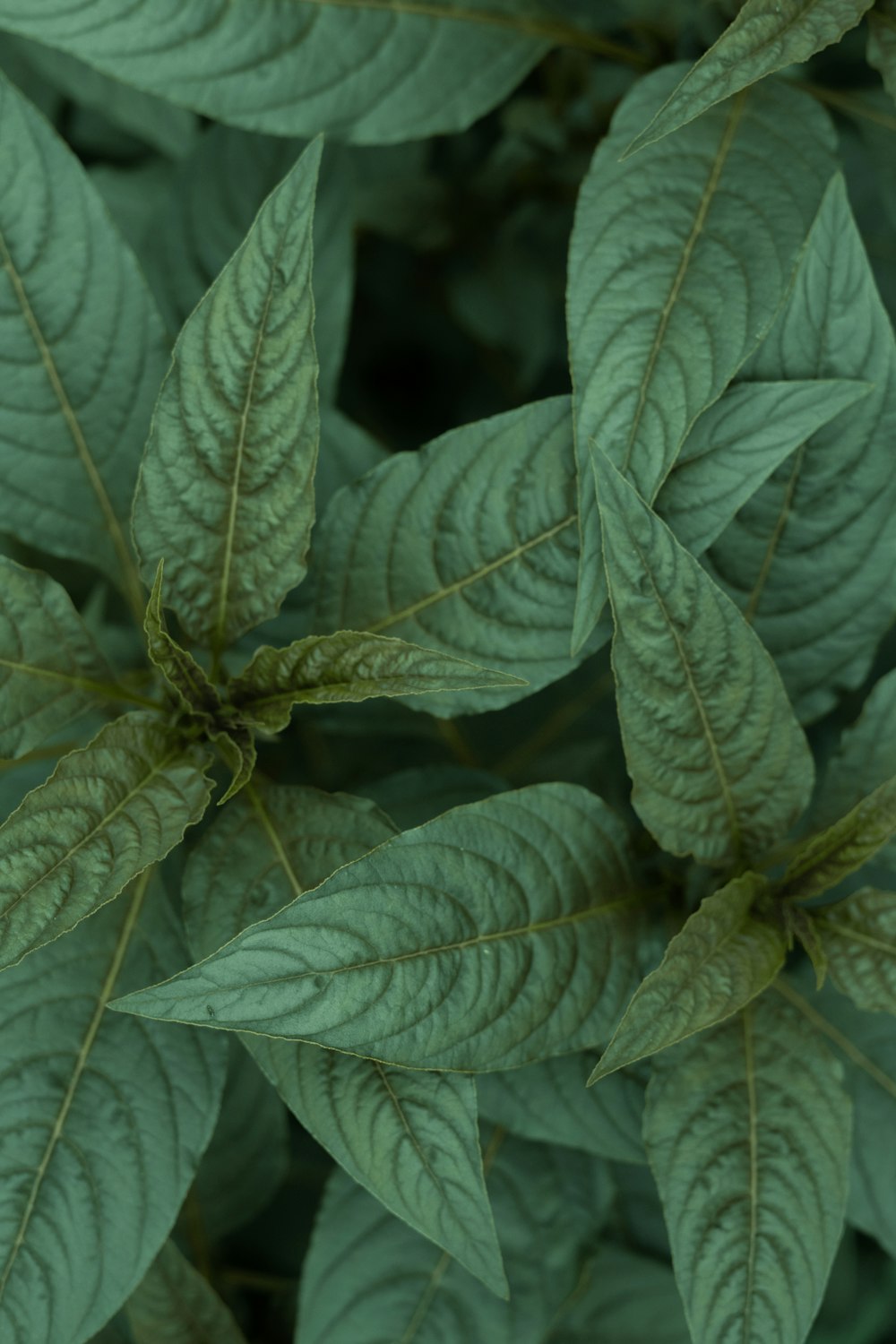 a close up of a green leafy plant