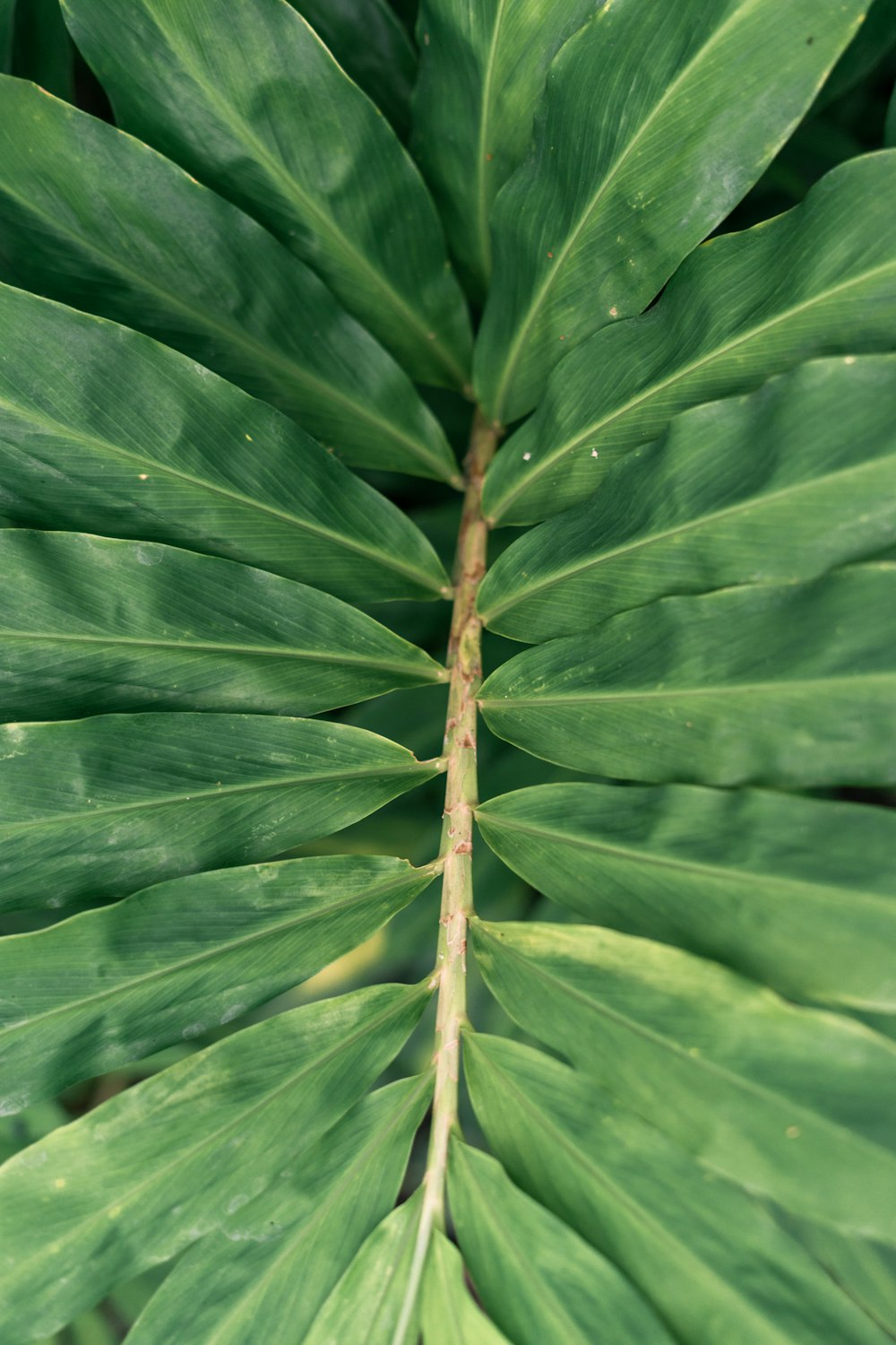 a close up of a large green leaf