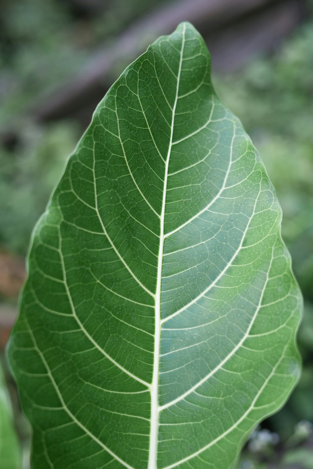 a large green leaf sitting on top of a lush green field