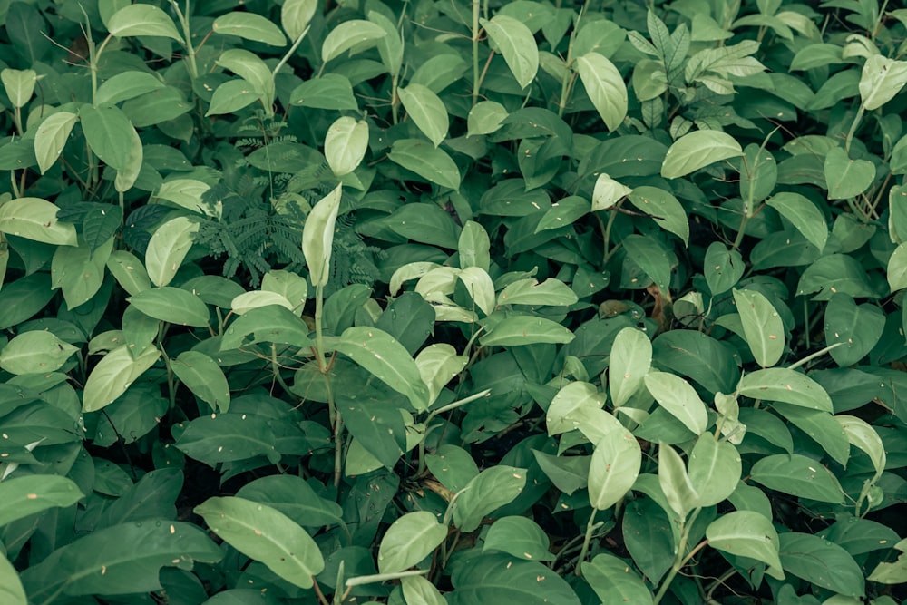 a close up of a plant with green leaves