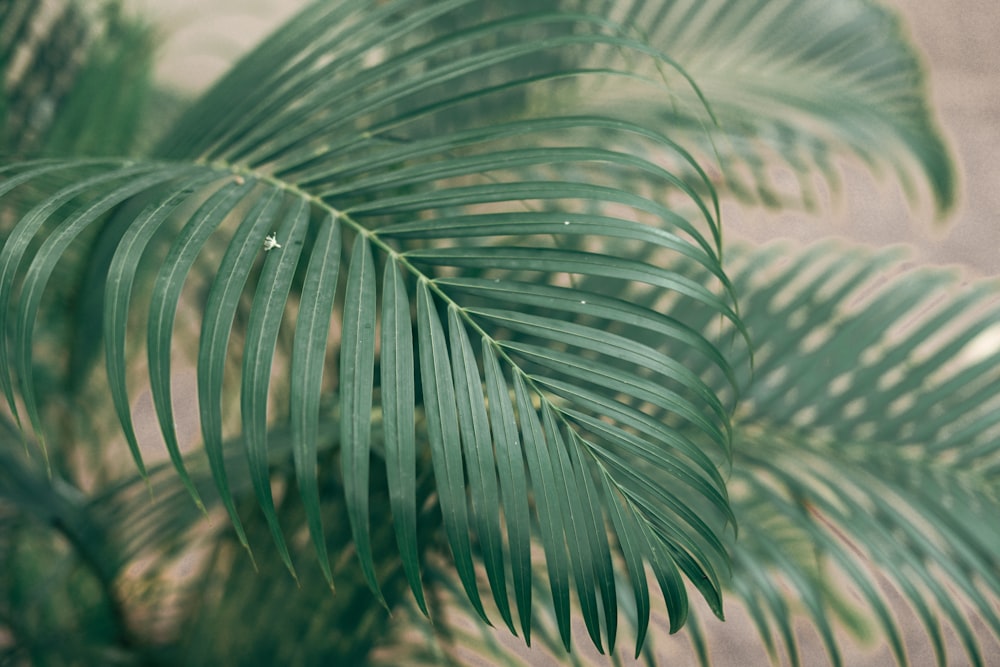 a close up of a palm tree leaves