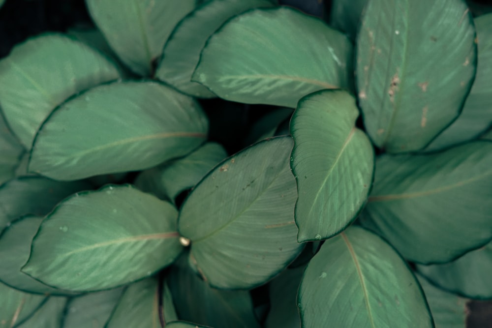 a close up of a bunch of green leaves