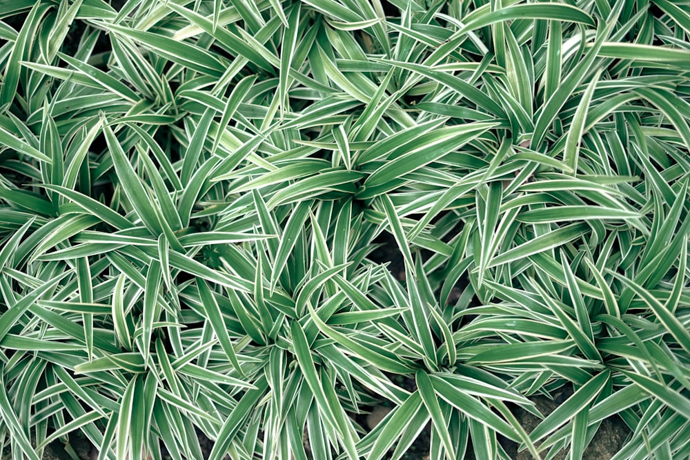 a close up of a plant with green leaves