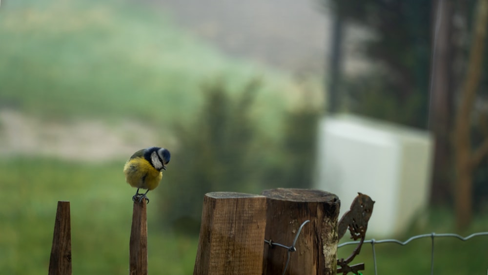 a small bird perched on top of a wooden post