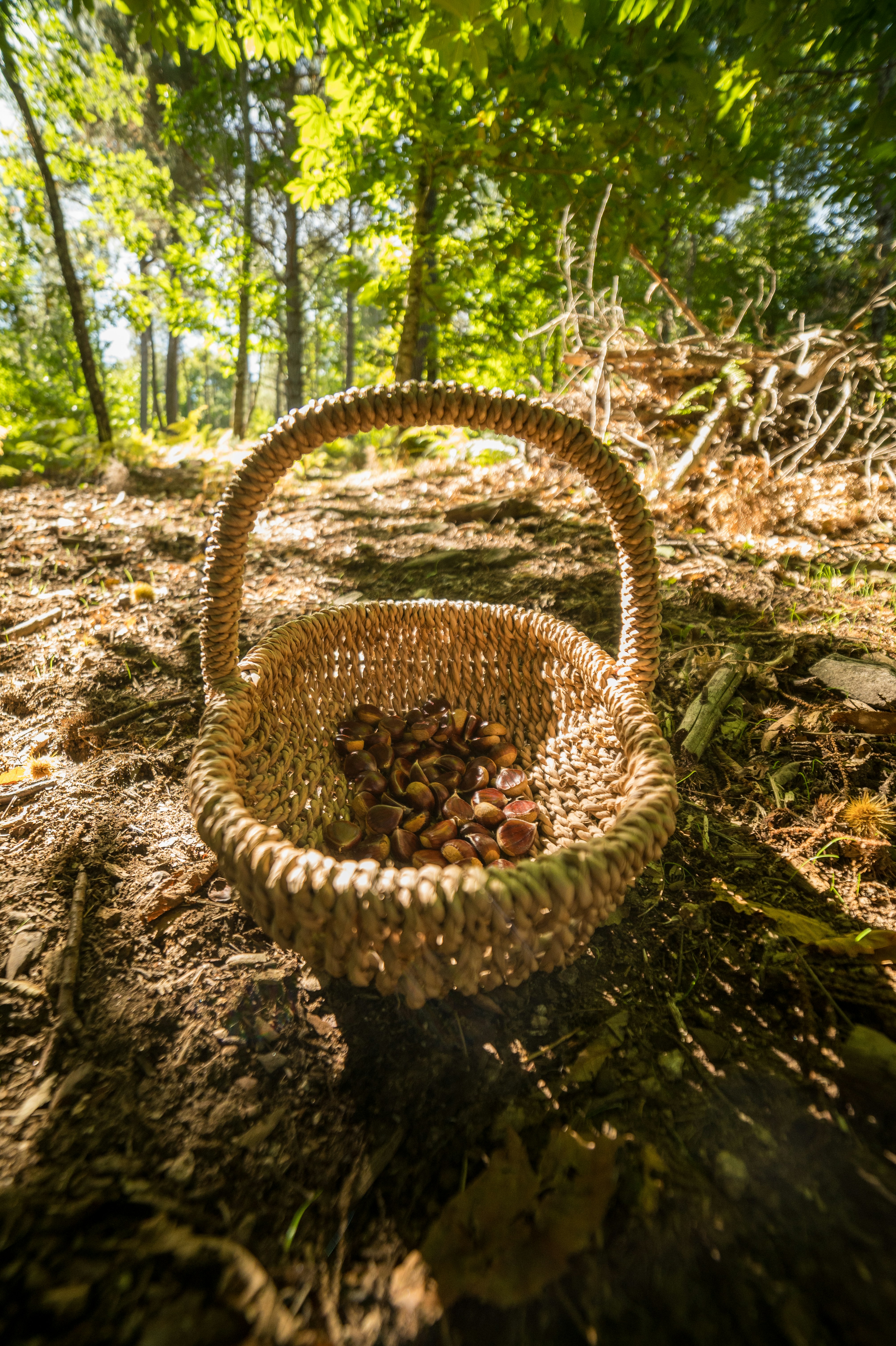 Oak grove forest floor, dappled morning light, foraging baskets, autumn leaves