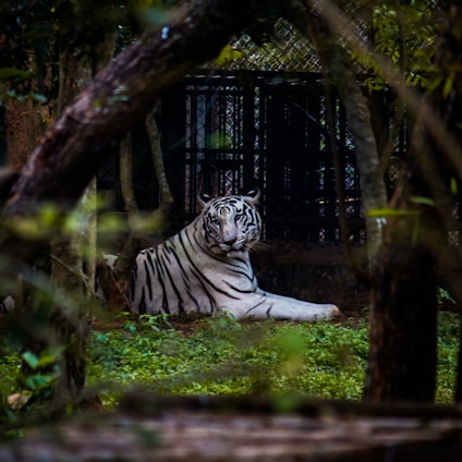a white tiger laying in the grass near a fence