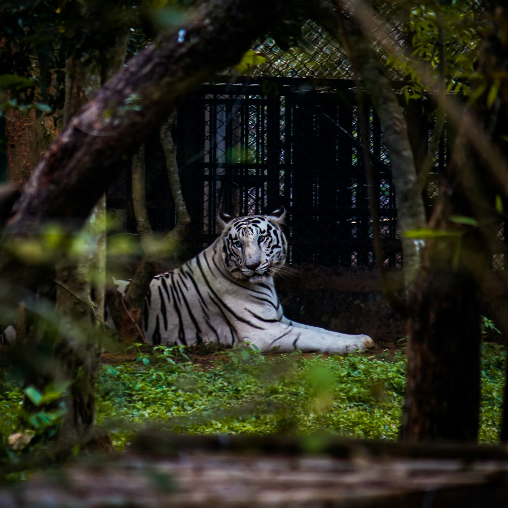 a white tiger laying in the grass near a fence