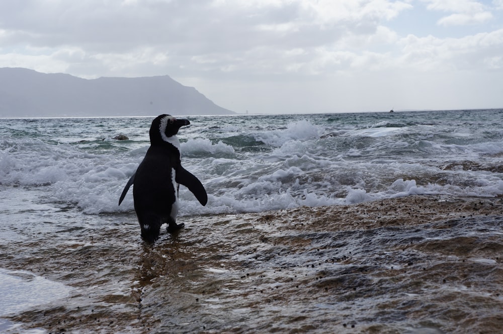 a penguin standing in the water at the beach