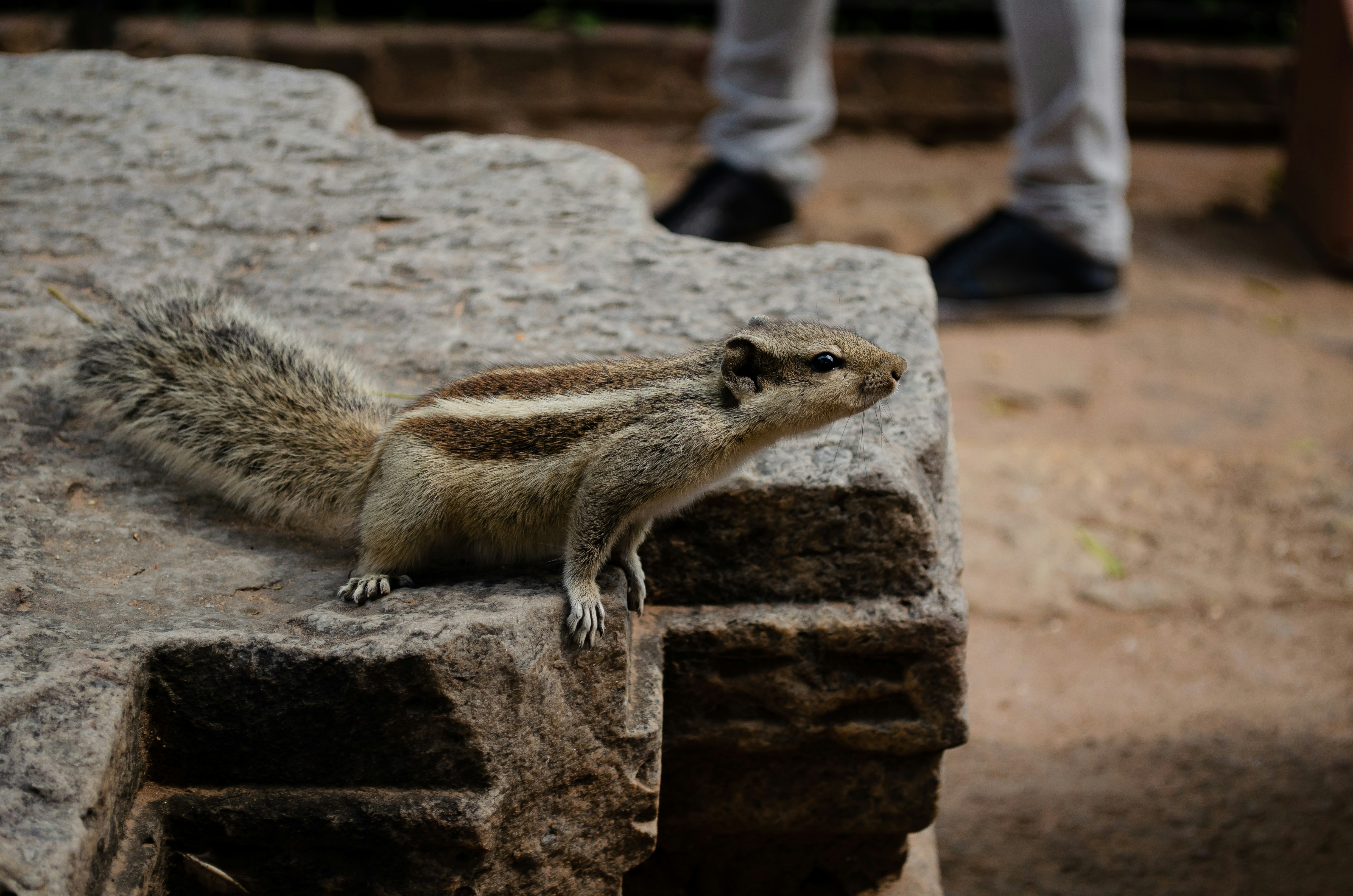 a squirrel is standing on a rock ledge