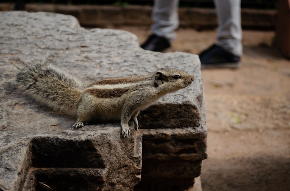 a squirrel is standing on a rock ledge