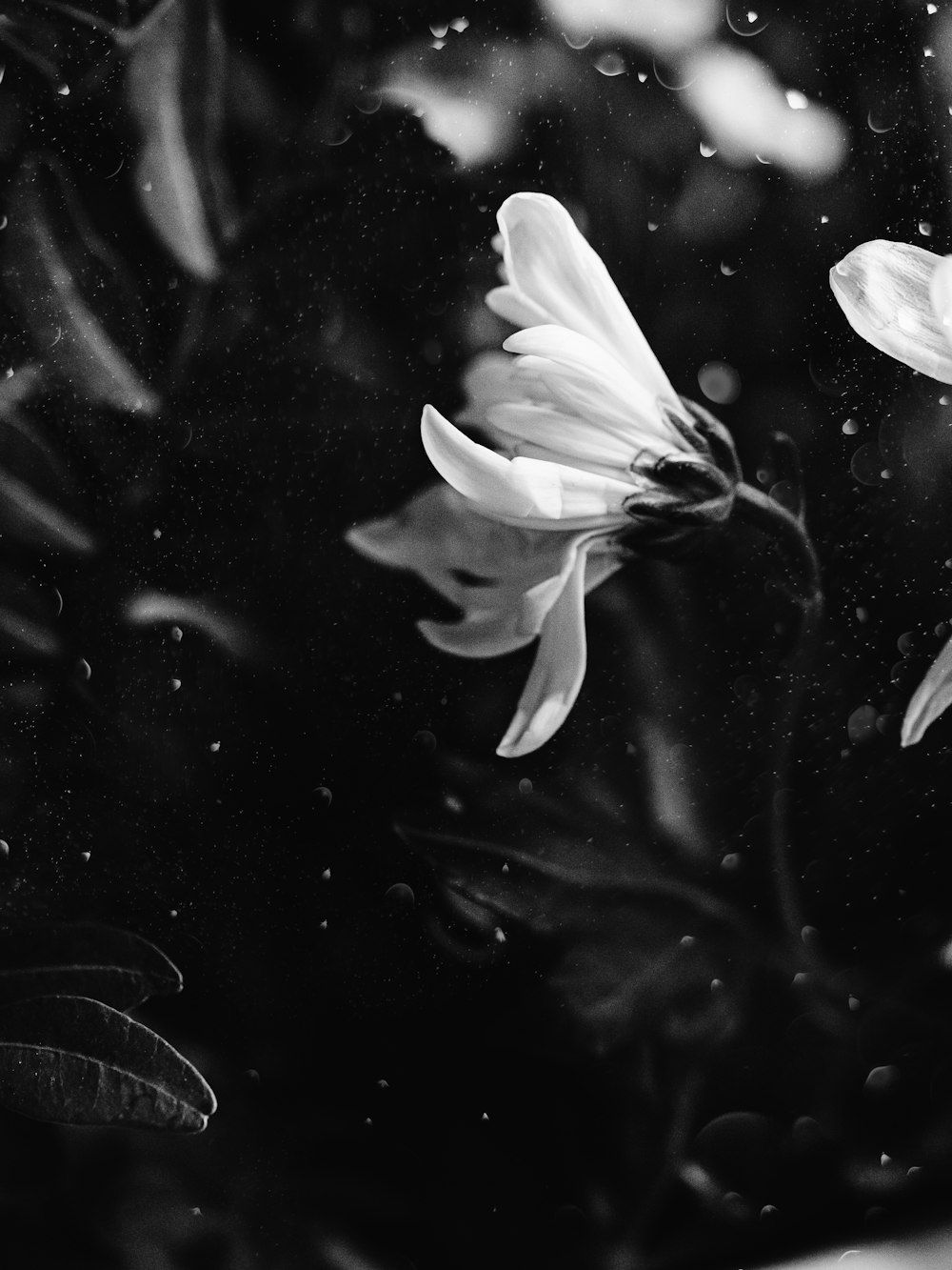 a black and white photo of some flowers