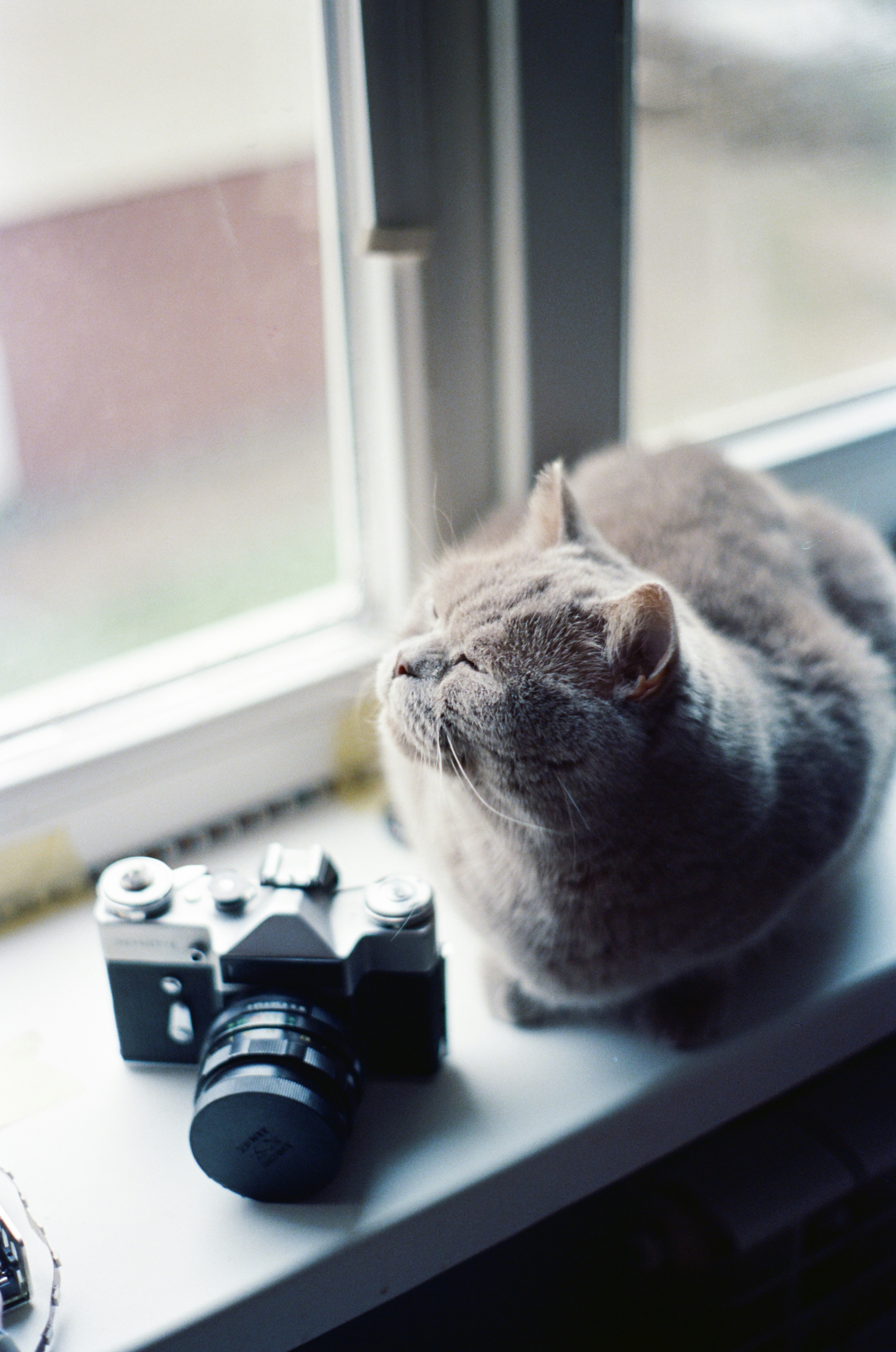 wildlife filming