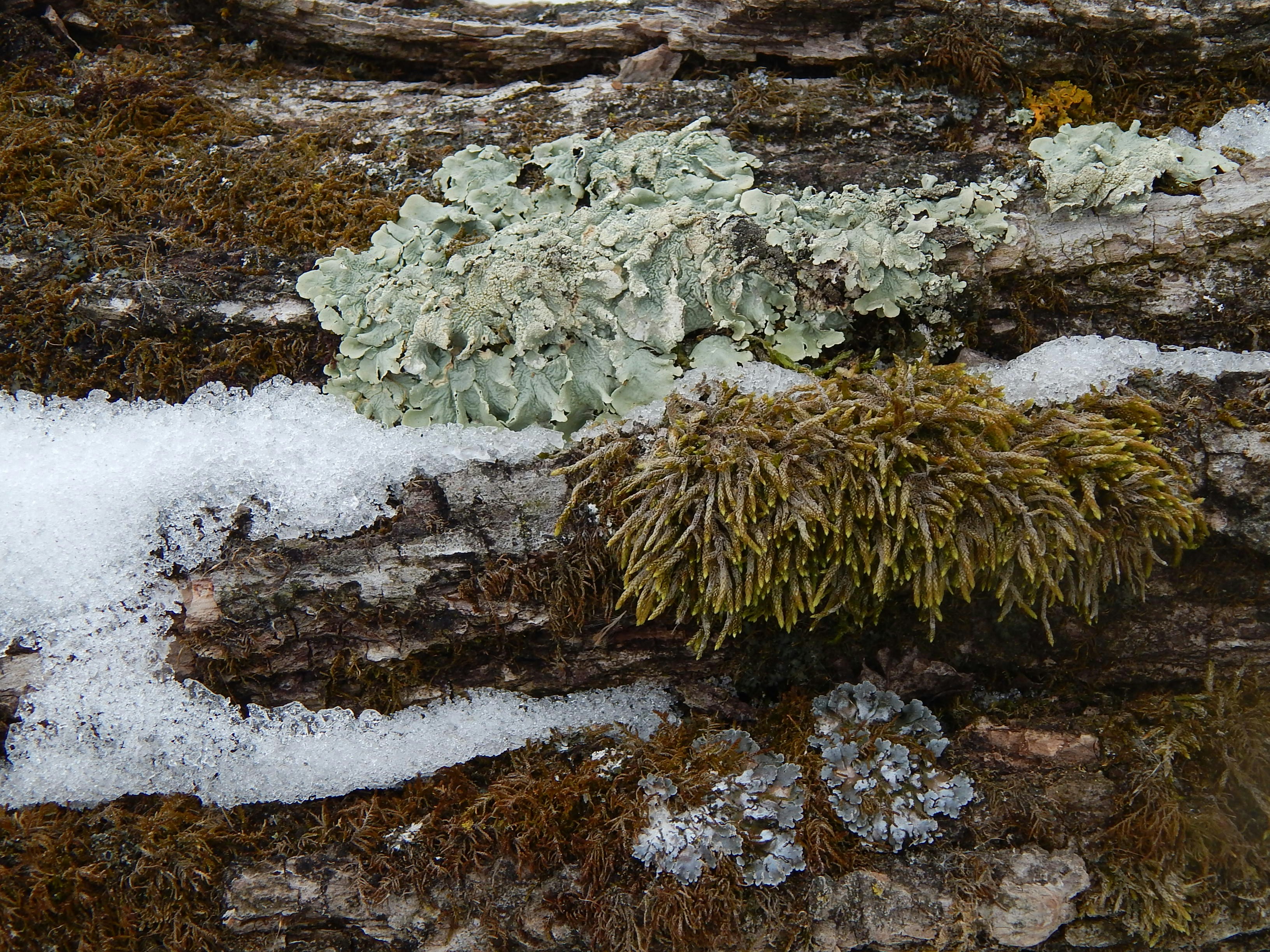 The Slow-Motion Life (image credits: unsplash)