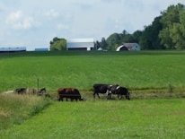 Happy farm animals grazing peacefully in a green pasture.