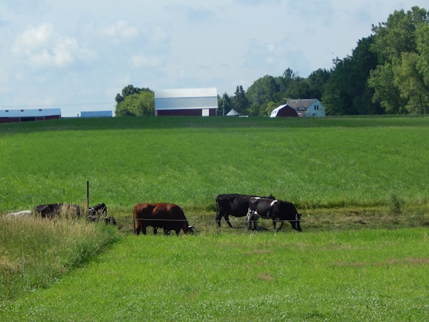A close-up of healthy livestock, including cows and chickens, grazing peacefully in a green pasture.