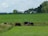 Several cows graze peacefully on a lush green pasture. They are surrounded by expansive fields and distant farm buildings. Trees line the horizon under a partly cloudy sky, suggesting a serene rural setting.