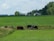 Several cows graze peacefully on a lush green pasture. They are surrounded by expansive fields and distant farm buildings. Trees line the horizon under a partly cloudy sky, suggesting a serene rural setting.