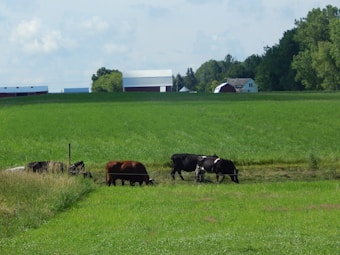 Several cows graze peacefully on a lush green pasture. They are surrounded by expansive fields and distant farm buildings. Trees line the horizon under a partly cloudy sky, suggesting a serene rural setting.