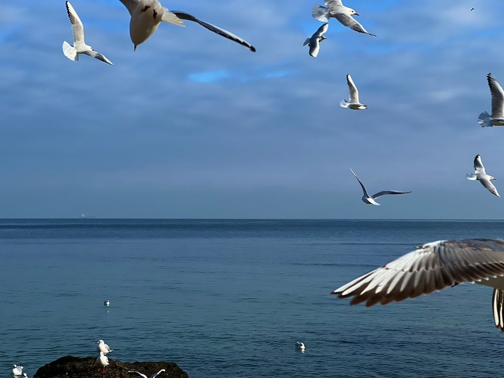 a flock of seagulls flying over a body of water