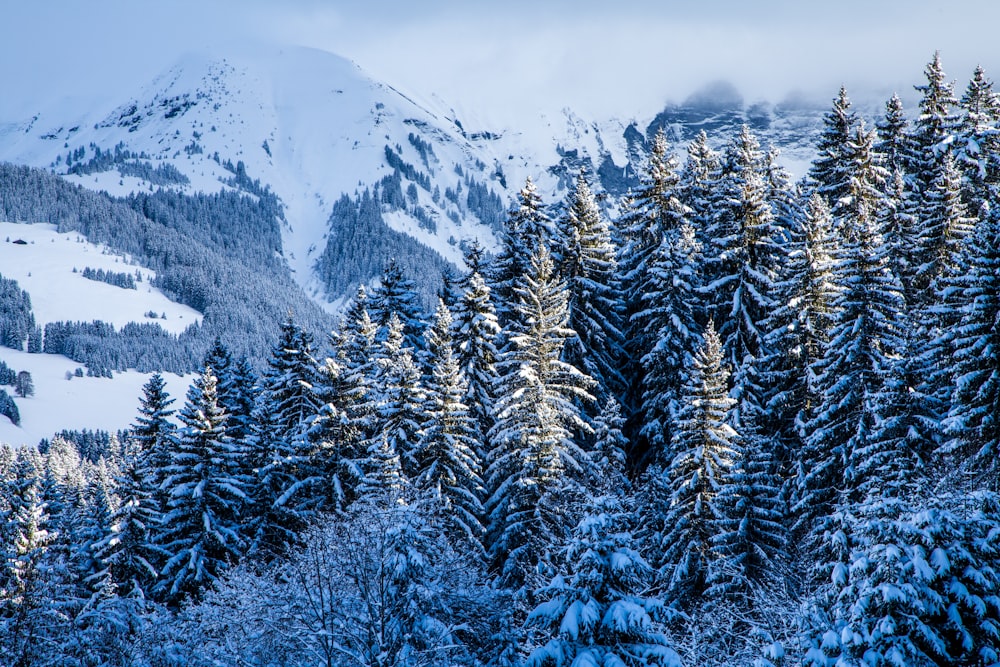 a mountain covered in snow with lots of trees