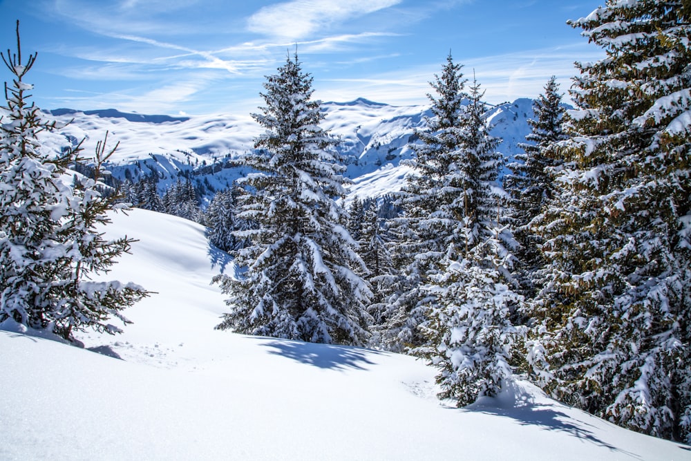 a view of a snowy mountain with trees in the foreground