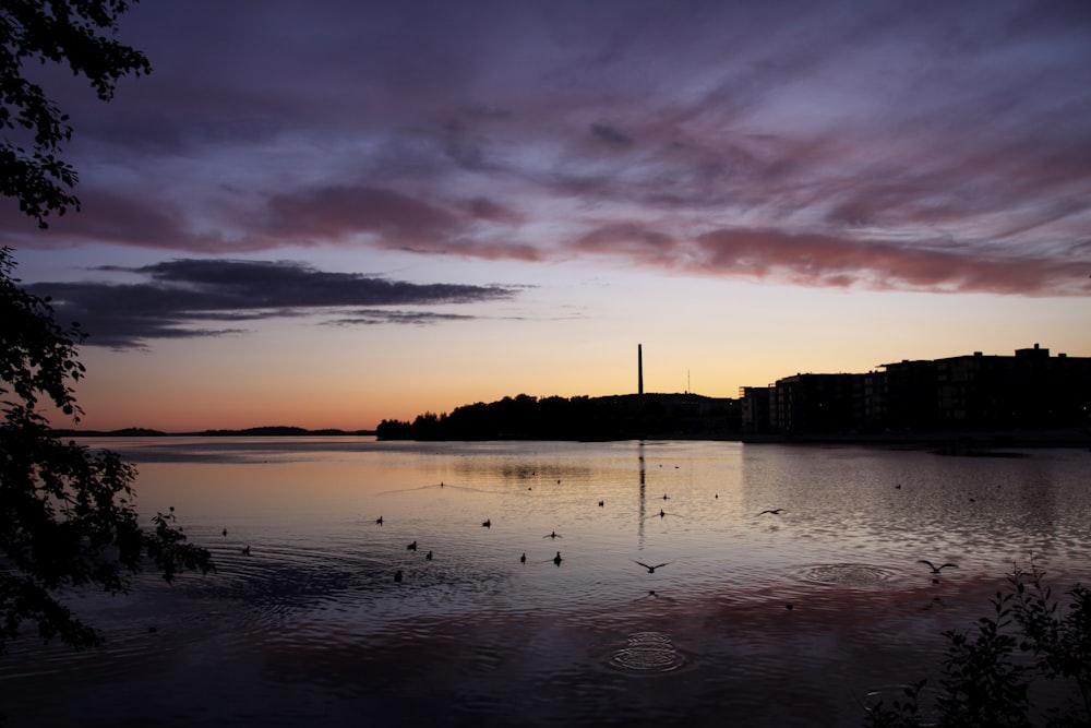 a body of water with a bunch of birds in it