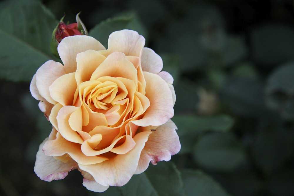 a close up of a yellow rose with green leaves