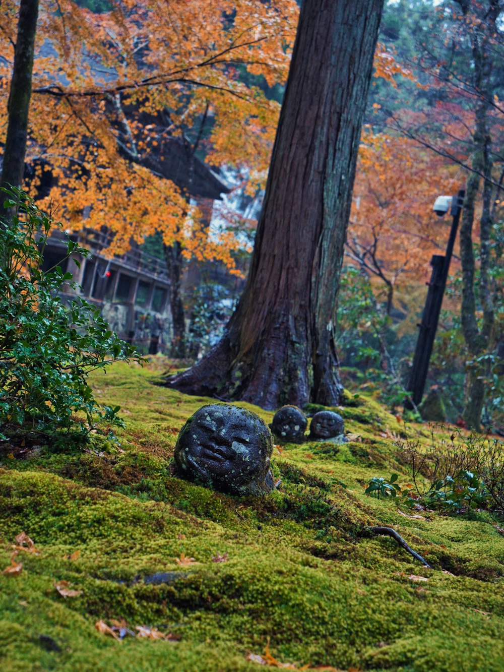 a moss covered area with rocks and trees in the background