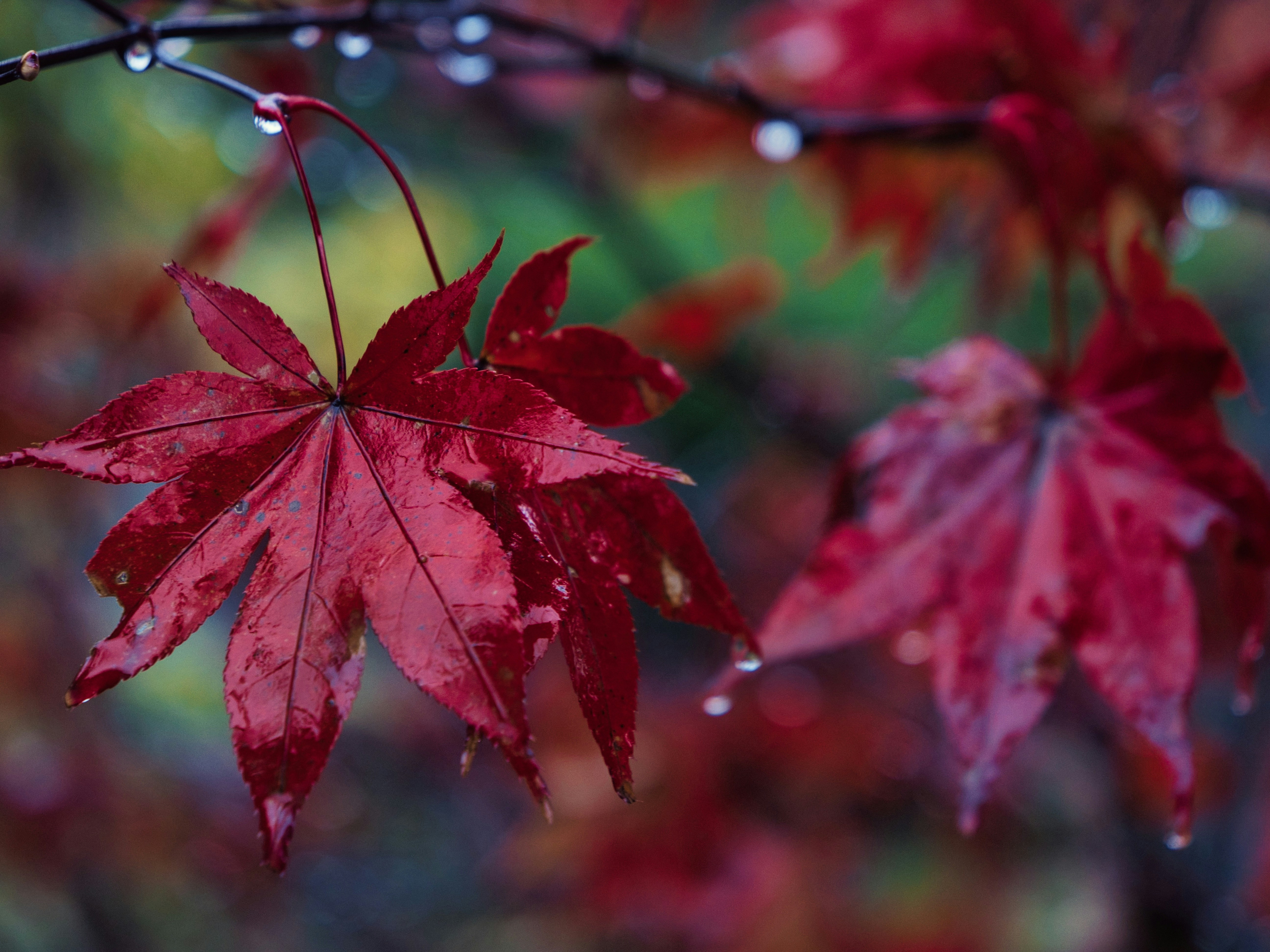 Photo by murakami1991