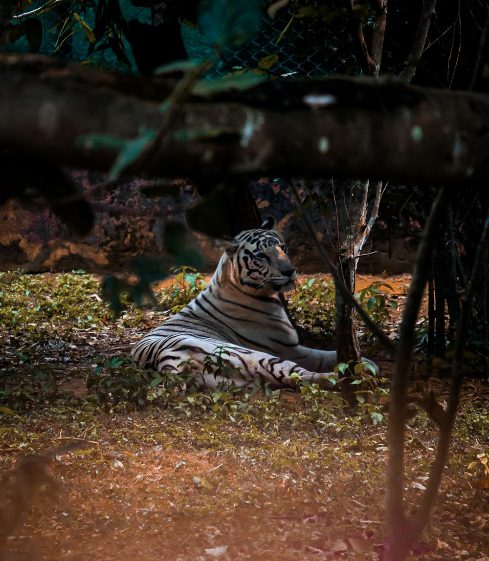 a large white tiger laying on top of a lush green field