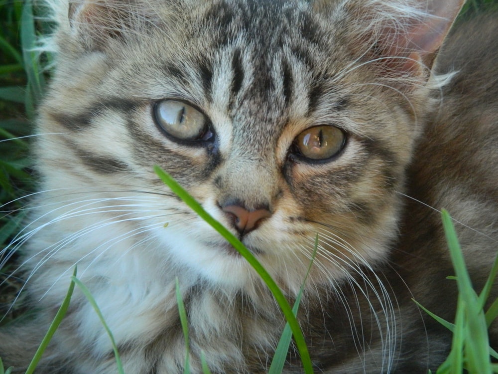 Un primer plano de un gato acostado en la hierba