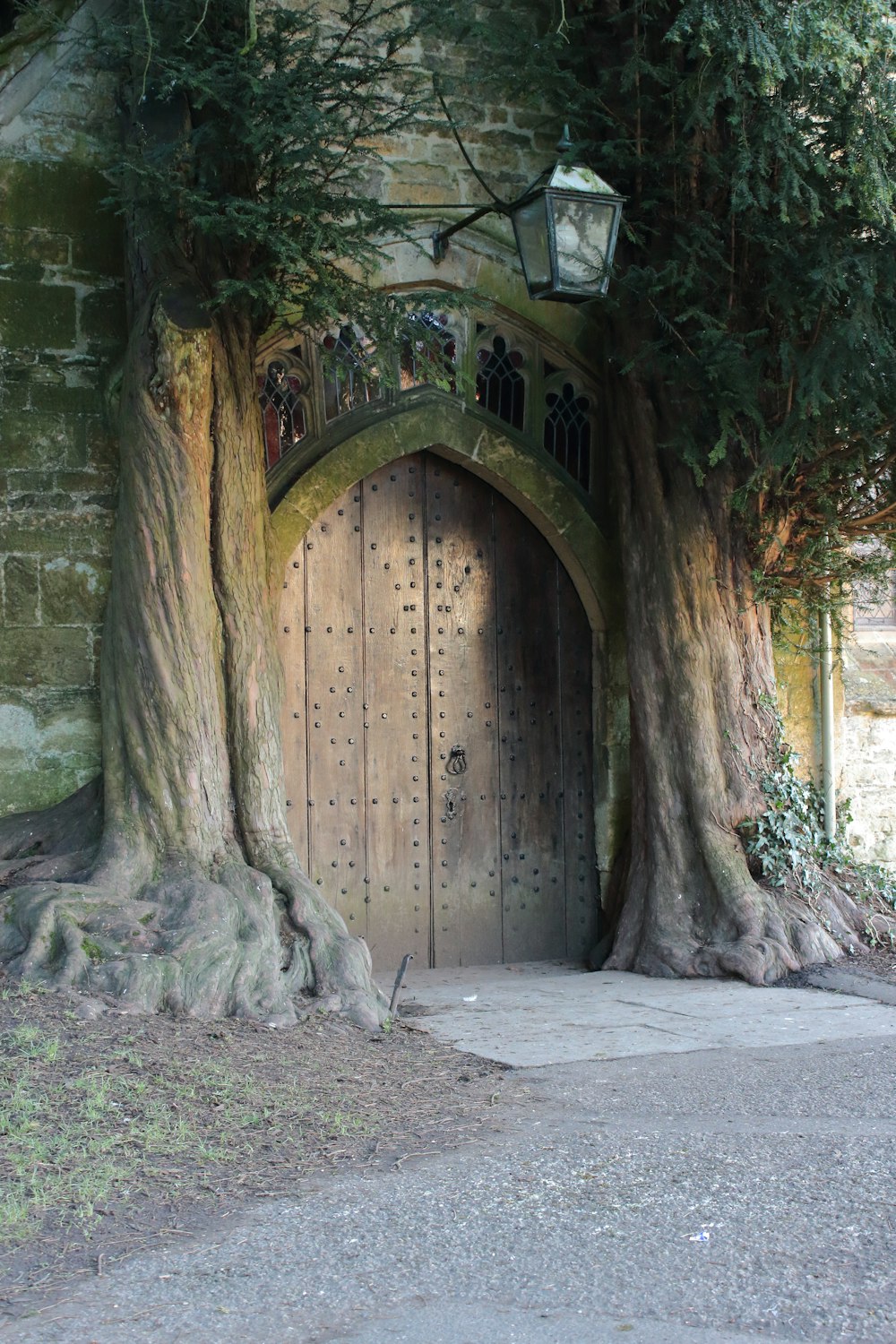 a large tree with a lantern hanging from it's trunk