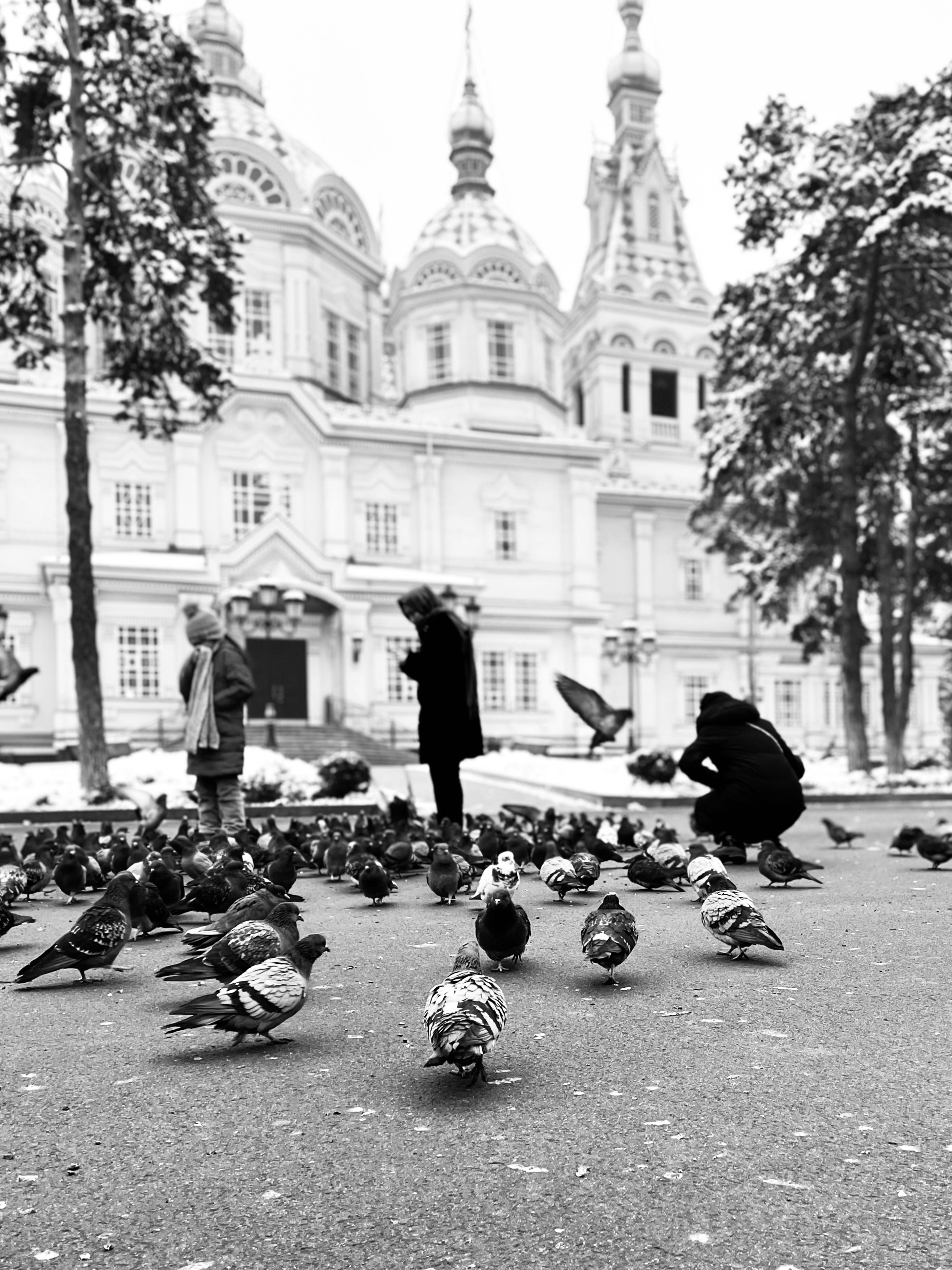 a flock of birds sitting on the ground in front of a building