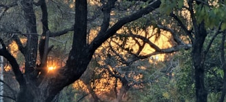 A calm nature scene with sunlight filtering through trees.